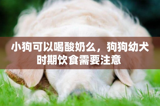 小狗可以喝酸奶么，狗狗幼犬時期飲食需要注意 