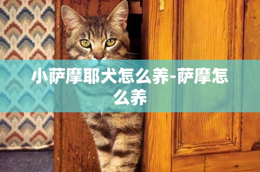 小薩摩耶犬怎么養-薩摩怎么養