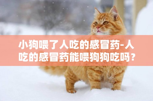 小狗喂了人吃的感冒藥-人吃的感冒藥能喂狗狗吃嗎？