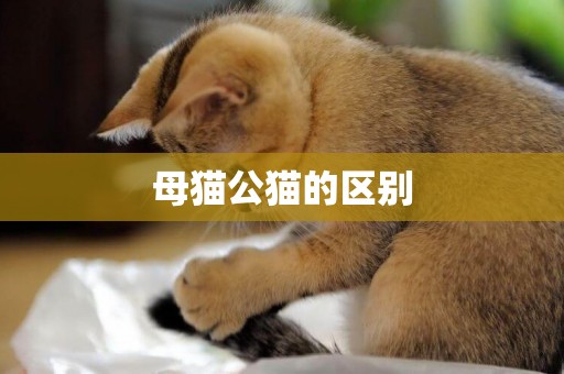 母貓公貓的區別