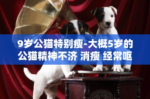 9歲公貓特別瘦-大概5歲的公貓精神不濟 消瘦 經常嘔吐 掉毛