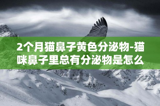 2個月貓鼻子黃色分泌物-貓咪鼻子里總有分泌物是怎么回事