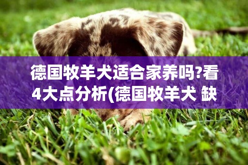 德國牧羊犬適合家養嗎?看4大點分析(德國牧羊犬 缺點) 