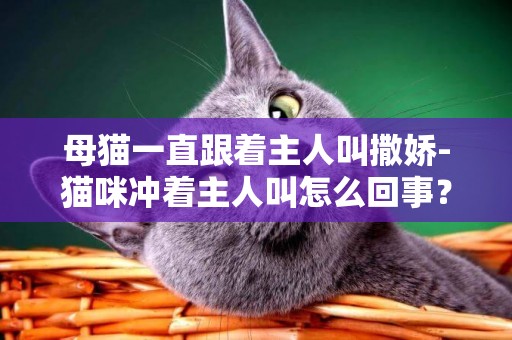 母貓一直跟著主人叫撒嬌-貓咪沖著主人叫怎么回事？