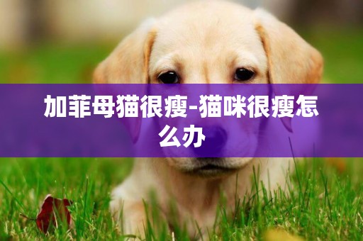 加菲母貓很瘦-貓咪很瘦怎么辦