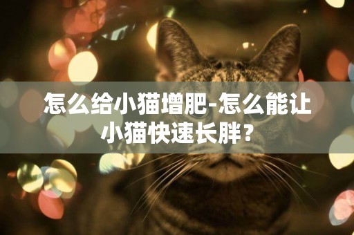 怎么給小貓增肥-怎么能讓小貓快速長胖？