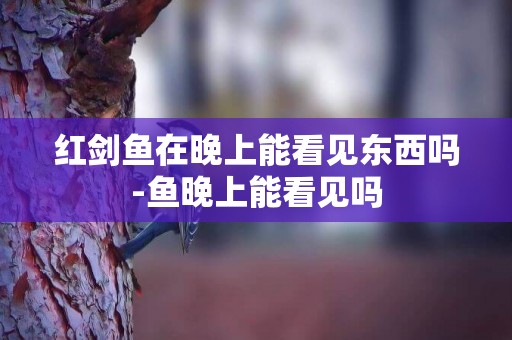 紅劍魚在晚上能看見東西嗎-魚晚上能看見嗎