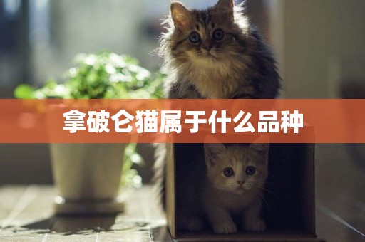 拿破侖貓屬于什么品種