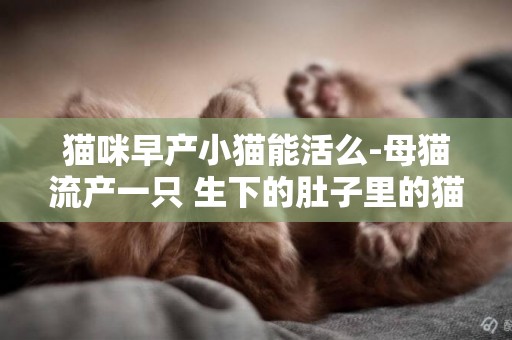 貓咪早產小貓能活么-母貓流產一只 生下的肚子里的貓咪還能活嗎
