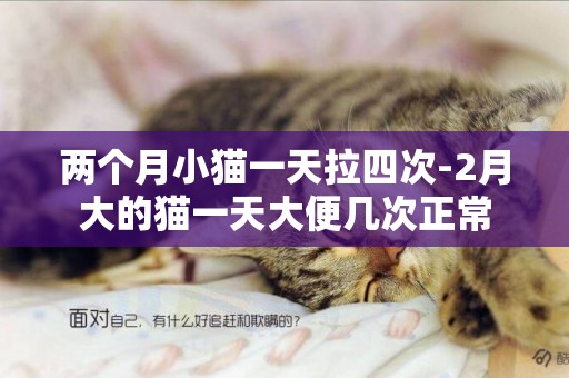 兩個月小貓一天拉四次-2月大的貓一天大便幾次正常