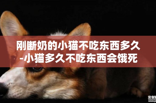 剛斷奶的小貓不吃東西多久-小貓多久不吃東西會餓死？