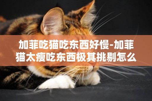 加菲吃貓吃東西好慢-加菲貓太瘦吃東西極其挑剔怎么辦