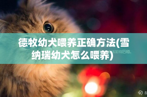 德牧幼犬喂養正確方法(雪納瑞幼犬怎么喂養) 