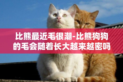 比熊最近毛很潮-比熊狗狗的毛會隨著長大越來越密嗎?毛很少不是很卷。