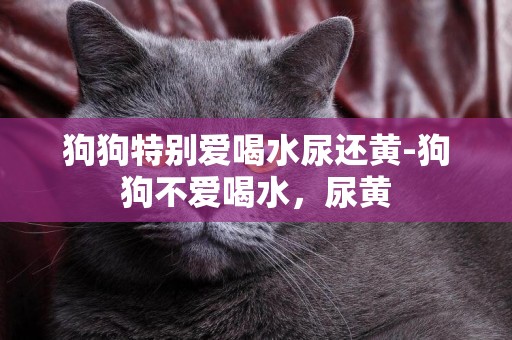 狗狗特別愛喝水尿還黃-狗狗不愛喝水，尿黃
