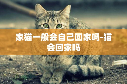 家貓一般會自己回家嗎-貓會回家嗎