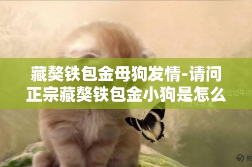 藏獒鐵包金母狗發情-請問正宗藏獒鐵包金小狗是怎么樣的？