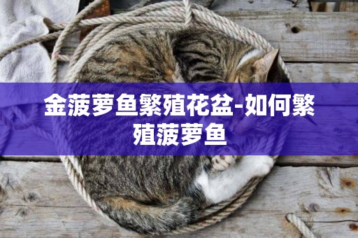 金菠蘿魚繁殖花盆-如何繁殖菠蘿魚