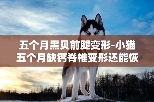 五個月黑貝前腿變形-小貓五個月缺鈣脊椎變形還能恢復嗎