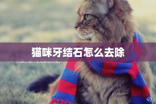 貓咪牙結石怎么去除