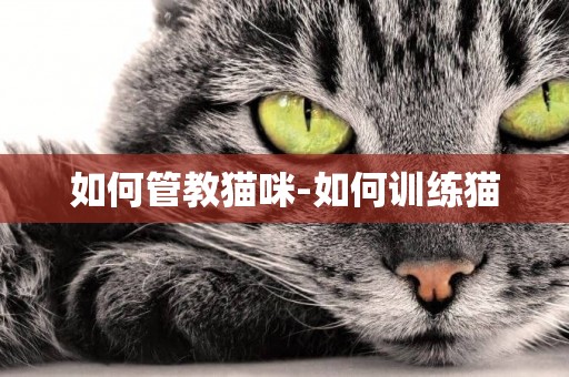 如何管教貓咪-如何訓練貓