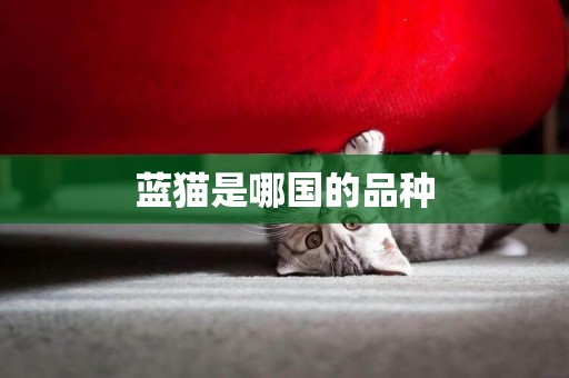 藍貓是哪國的品種