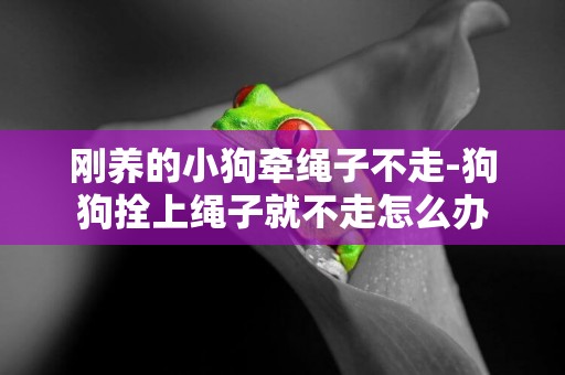 剛養的小狗牽繩子不走-狗狗拴上繩子就不走怎么辦