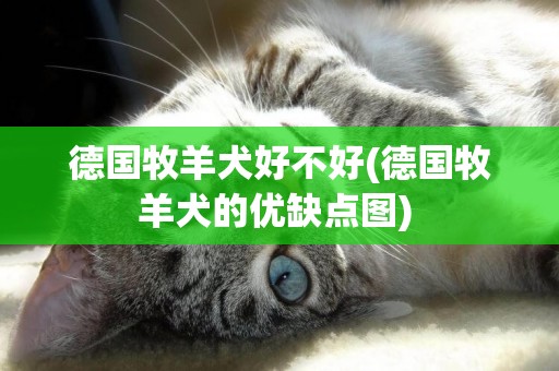 德國牧羊犬好不好(德國牧羊犬的優缺點圖) 