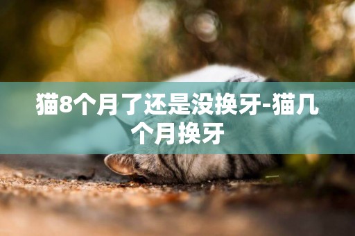 貓8個月了還是沒換牙-貓幾個月換牙