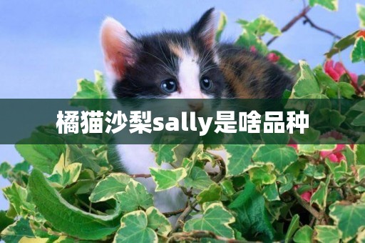 橘貓沙梨sally是啥品種