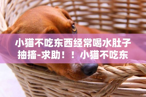 小貓不吃東西經常喝水肚子抽搐-求助！！小貓不吃東西只喝水！！
