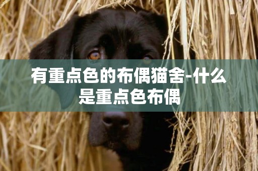 有重點色的布偶貓舍-什么是重點色布偶