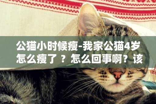 公貓小時候瘦-我家公貓4歲 怎么瘦了 ？怎么回事啊？該怎么辦