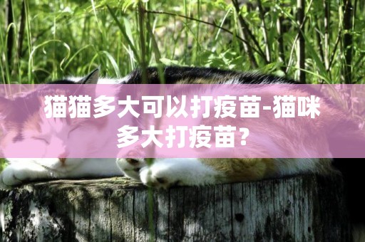 貓貓多大可以打疫苗-貓咪多大打疫苗？