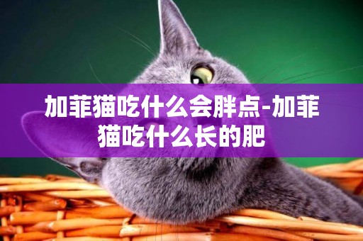 加菲貓吃什么會胖點-加菲貓吃什么長的肥