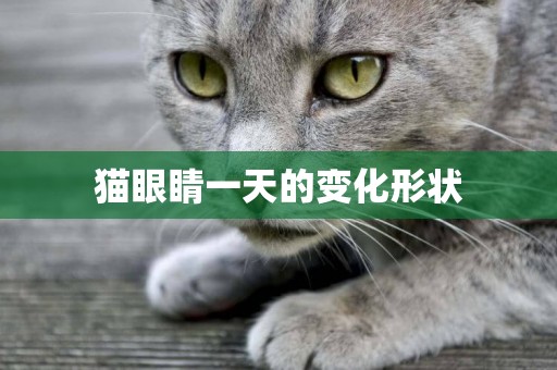 貓眼睛一天的變化形狀
