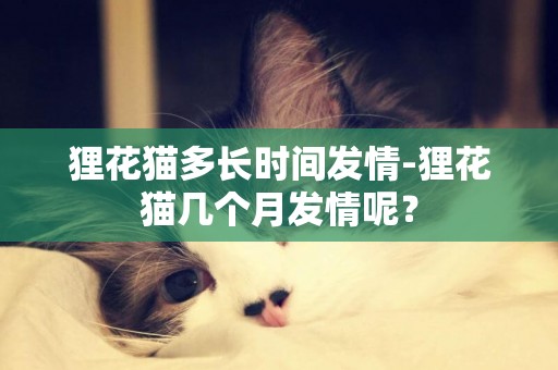 貍花貓多長時間發情-貍花貓幾個月發情呢？