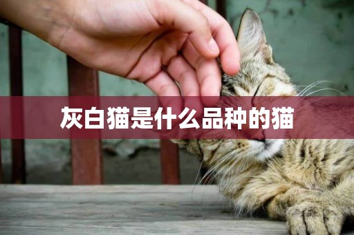 灰白貓是什么品種的貓