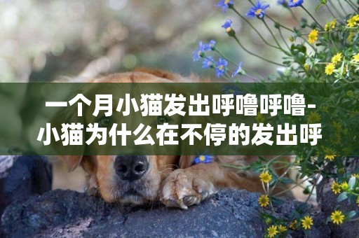 一個月小貓發出呼嚕呼嚕-小貓為什么在不停的發出呼嚕聲