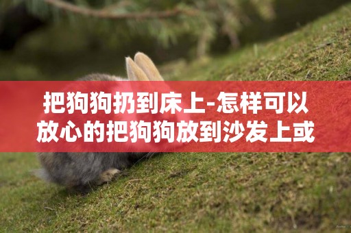 把狗狗扔到床上-怎樣可以放心的把狗狗放到沙發上或床上玩呢