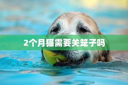 2個月貓需要關籠子嗎