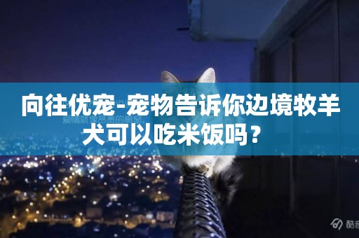 向往優寵-寵物告訴你邊境牧羊犬可以吃米飯嗎？ 