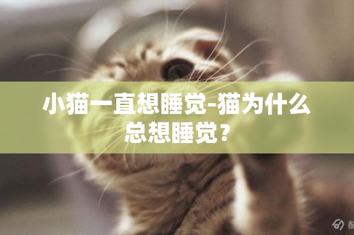 小貓一直想睡覺-貓為什么總想睡覺？