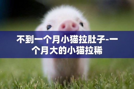 不到一個月小貓拉肚子-一個月大的小貓拉稀