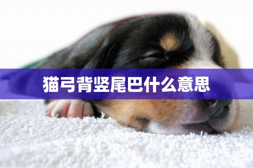 貓弓背豎尾巴什么意思
