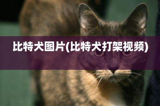 比特犬圖片(比特犬打架視頻) 