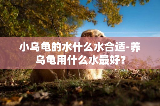 小烏龜的水什么水合適-養烏龜用什么水最好？