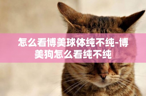 怎么看博美球體純不純-博美狗怎么看純不純