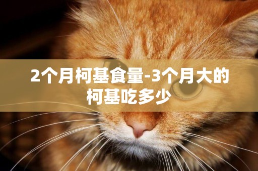 2個月柯基食量-3個月大的柯基吃多少