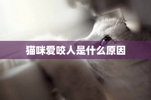 貓咪愛咬人是什么原因